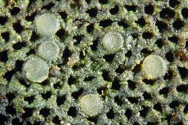 Attēlu rezultāti vaicājumam “Coenogonium pineti”