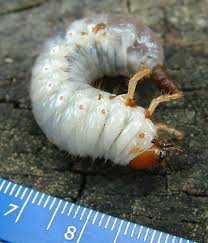 Attēlu rezultāti vaicājumam “Meloe sp. larva”