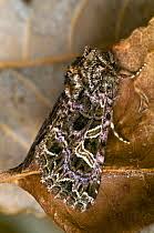 Attēlu rezultāti vaicājumam “Hadena rivularis”