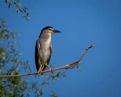 Attēlu rezultāti vaicājumam “Nycticorax nycticorax”