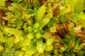 Attēlu rezultāti vaicājumam “Cephalozia catenulata”