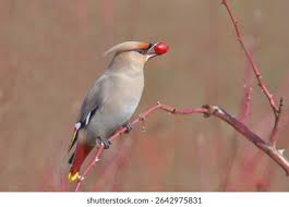 Attēlu rezultāti vaicājumam “Bombycilla garrulus”