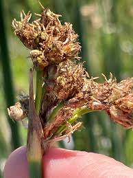 Attēlu rezultāti vaicājumam “Schoenoplectus lacustris subsp. glaucus bud”