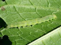 Attēlu rezultāti vaicājumam “Pseudeustrotia candidula”