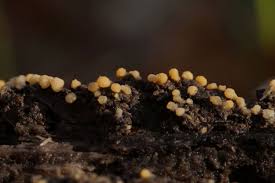 Attēlu rezultāti vaicājumam “Bactridium flavum”