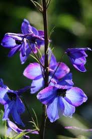 Image result for Rittersporn