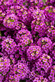 Attēlu rezultāti vaicājumam “Lobularia maritima”