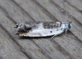 Attēlu rezultāti vaicājumam “Ancylis laetana”