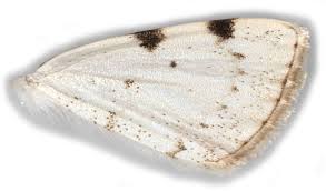 Attēlu rezultāti vaicājumam “Lomographa bimaculata”