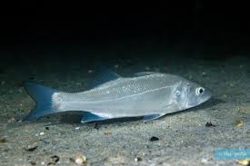 Image result for Dicentrarchus labrax