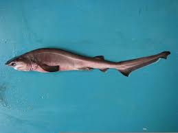 Image result for Hexanchus griseus