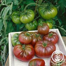 Afbeeldingsresultaat voor purple calabash tomato