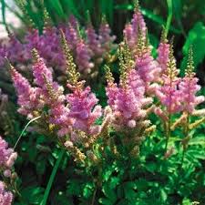 Attēlu rezultāti vaicājumam “Astilbe chinensis leaf”