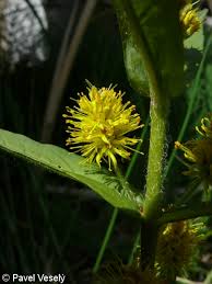 Attēlu rezultāti vaicājumam “Lysimachia thyrsiflora leaf”
