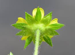 Attēlu rezultāti vaicājumam “Potentilla supina flower”