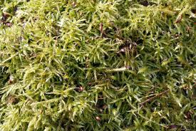 Attēlu rezultāti vaicājumam “Sciuro-hypnum curtum”