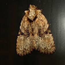 Attēlu rezultāti vaicājumam “Oligia sp.”