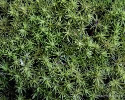 Attēlu rezultāti vaicājumam “Dicranum viride”