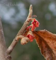 Attēlu rezultāti vaicājumam “Hamamelis vernalis bud”