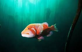 Image result for Chrysoblephus laticeps