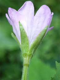 Attēlu rezultāti vaicājumam “Epilobium montanum flower”