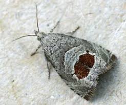 Attēlu rezultāti vaicājumam “Epiblema grandaevana”