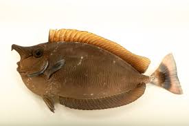 Image result for Naso unicornis