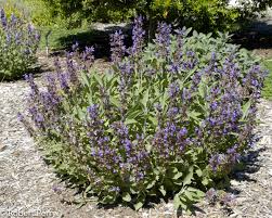 Image result for Salvia officinalis