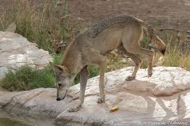 Attēlu rezultāti vaicājumam “Canis lupus”