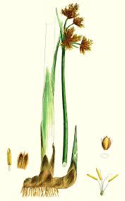 Attēlu rezultāti vaicājumam “Schoenoplectus lacustris subsp. glaucus flower”