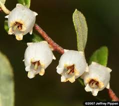 Attēlu rezultāti vaicājumam “Chamaedaphne calyculata flower”