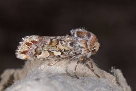 Attēlu rezultāti vaicājumam “Panolis flammea”