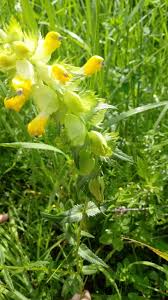 Attēlu rezultāti vaicājumam “Rhinanthus serotinus flower”