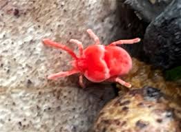 Attēlu rezultāti vaicājumam “Trombidiidae”