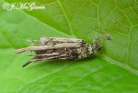 Attēlu rezultāti vaicājumam “Psyche casta”