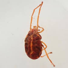 Attēlu rezultāti vaicājumam “Trombidiidae”