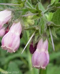 Attēlu rezultāti vaicājumam “Symphytum officinale flower”
