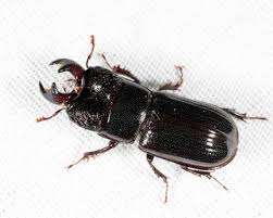 Attēlu rezultāti vaicājumam “Ceruchus chrysomelinus larva”