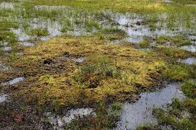 Attēlu rezultāti vaicājumam “Sphagnum papillosum”