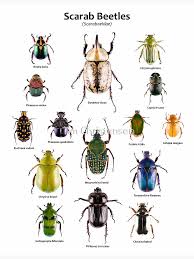 Attēlu rezultāti vaicājumam “Scarabaeidae”