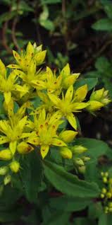 Attēlu rezultāti vaicājumam “Sedum aizoon”