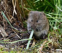 Attēlu rezultāti vaicājumam “Microtus agrestis”