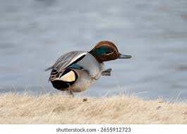 Attēlu rezultāti vaicājumam “Anas crecca male”