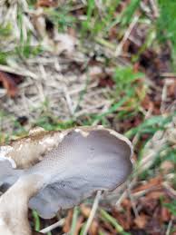 Attēlu rezultāti vaicājumam “Polyporus tubaeformis”