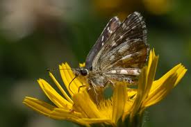 Attēlu rezultāti vaicājumam “Pyrgus serratulae”