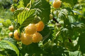 Attēlu rezultāti vaicājumam “Corynephorus canescens fruit”