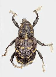 Attēlu rezultāti vaicājumam “Hylobius pinastri”