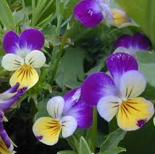 Attēlu rezultāti vaicājumam “Viola tricolor flower”