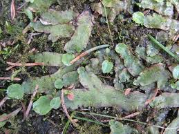 Attēlu rezultāti vaicājumam “Marchantiopsida”