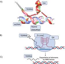 Image result for the end of the t-loop structure